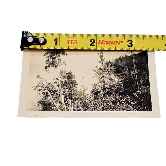 Vtg B&W Photo Found 1940 Spokane Washington Trees Nature Scene Forest Snapshot - Picture 4 of 4